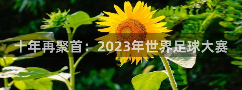 世界杯 直播:十年再聚首:2023年世界足球大赛